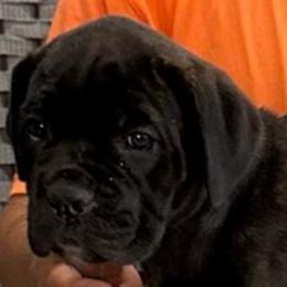 Orange Collar Girl - ACK and ICCF - Lawman x Ice litter - Black brindle female Cane Corso puppy in Gorman, Texas from McOmber Country Kennels
