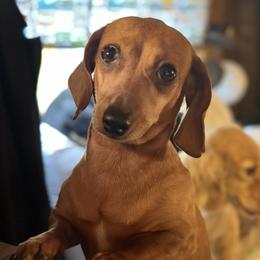 Frankie - Dachshund