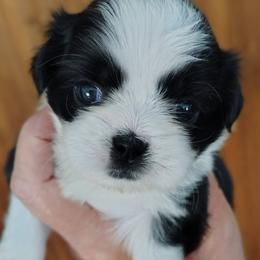 Justice - now Callie - Black and white female Shih Tzu puppy in Palmyra, New York from Karen's Tzus of Palmyra-Macedon