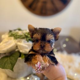 Tiny Citrine (Mini Shop and Hocus Pocus Lineage) - Black and tan female Yorkshire Terrier puppy in Pittsburg, California from Crystal Garden Yorkies