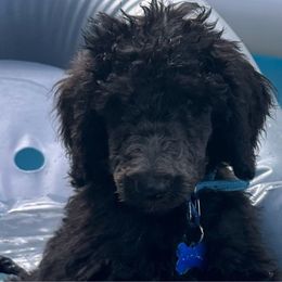 Fearless - Black Poodle puppy in Lebanon, Ohio from Lucky's Legacy