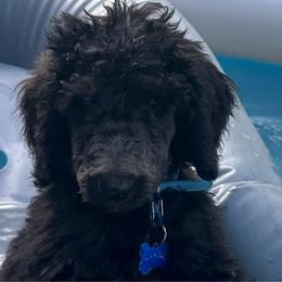 Fearless - Black Poodle puppy in Lebanon, Ohio from Lucky's Legacy