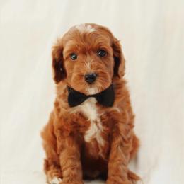 Julius - Red  male Goldendoodle puppy in Rio Linda, California from GoldendoodlePaw
