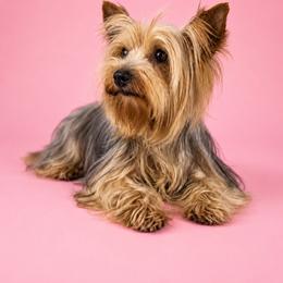 Chanel - Yorkshire Terrier