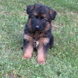 Blue collar - Black and red male German Shepherd puppy in London, Ohio from Rose Trail Siberian’s