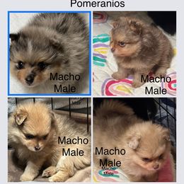Pomeranian Puppies from Pomeranian Pups