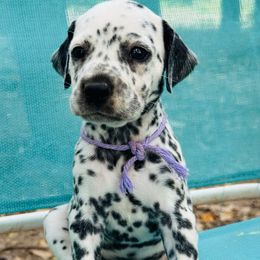Lavender (LUA) - White and black female Dalmatian puppy in Westhoff, Texas from Smart Dalmatians