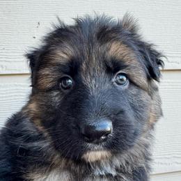 Valor - Black and red male German Shepherd puppy in Graham, Washington from Wildeflecken Shepherds