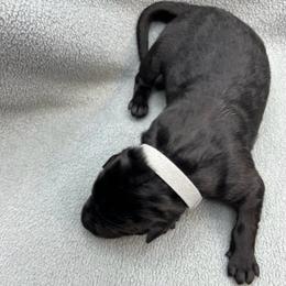 Girl 3 - Black and tan female German Shepherd puppy in Sharon Grove, Kentucky from Julie’s Shepherds