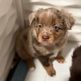 Limerick - Red merle male Toy Australian Shepherd puppy in Spokane Valley, Washington from Northern Roots Aussies
