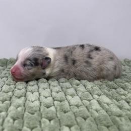 Hazel - Blue merle and white female American Corgi puppy in Waco, Texas from The Comma Corgis