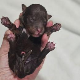 Girl 3 - Tri-color female Bernedoodle puppy in Salem, Missouri from Meadowbrook Poodles