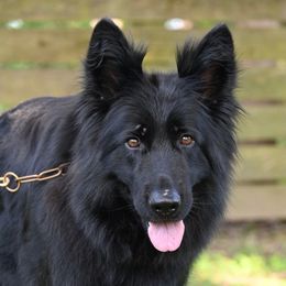 Donna - German Shepherd