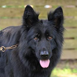 Donna - German Shepherd