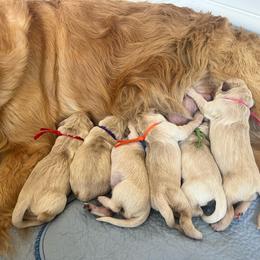 Green - Golden male Golden Retriever puppy in Gastonia, North Carolina from Crowders Creek Goldens