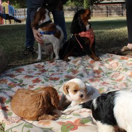 Cavalier King Charles Spaniel Puppies from Critter's Cottage Cavaliers