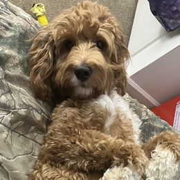 Dolly - Goldendoodle