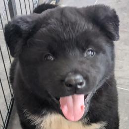Akita Puppies from Akita Kai Magic