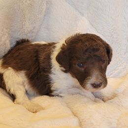 Poodle Puppies from Chapel Hill Poodles