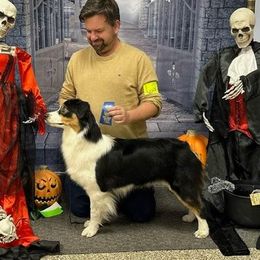 JoJo - Australian Shepherd