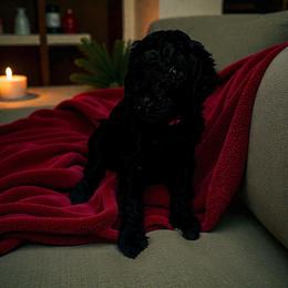Lexus - Black female Goldendoodle puppy in Sanderson, Florida from Serenity Goldendoodles