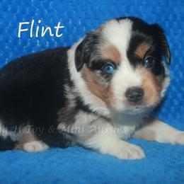 Flint - Blue merle male Miniature American Shepherd puppy in Godley, Texas from Flying H Toy and Mini Aussies