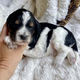 Bali - Tri-color female Bernedoodle puppy in Superior, Arizona from Mountain Bridge Doodles