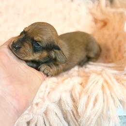 Zoey - Red female Dachshund puppy in Decatur, Mississippi from KP Dachshunds
