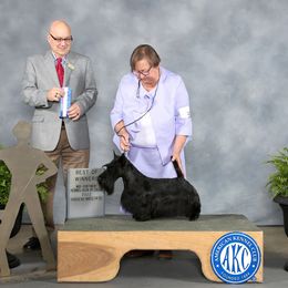 Scottish Terrier All Grown Up from Michi Ball's Scottish Terriers