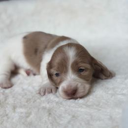 Truffles - Dapple female Dachshund puppy in Duncanville, Alabama from Bear Creek Dachshunds