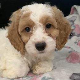 Bernedoodles, Cockapoos, Goldendoodles, and Poodles from Clad Doodles
