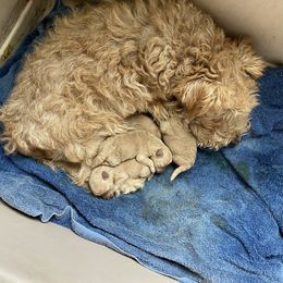 Lakeland Terrier Puppies from Cherry Creek Lakeland Terriers