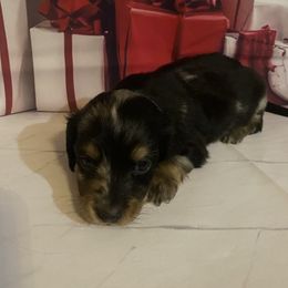 Boy 1 - Dapple male Dachshund puppy in Stilwell, Oklahoma from Bidding Creek Dachshunds
