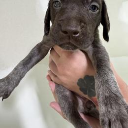 Yellow - Liver roan female German Shorthaired Pointer puppy in Highland, Illinois from Big Daves Bird Dogs LLC,  BDBD