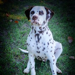 Bourbon - Dalmatian