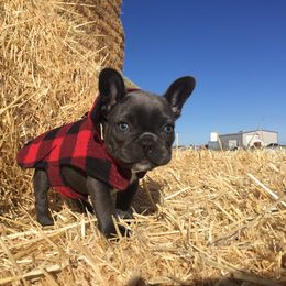 French Bulldog Puppies from Antelope Springs Frenchies