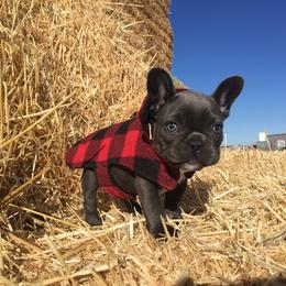 French Bulldog Puppies from Antelope Springs Frenchies