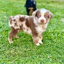 Jolly Rancher - Red merle male Miniature Australian Shepherd puppy in Lincoln, California from Country Dreams Mini Aussies