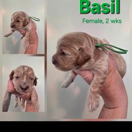 Basil - Cream female Cavapoo puppy in Syracuse, Utah from Just Doodling Dogs