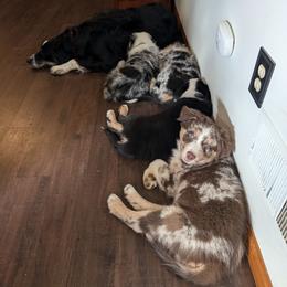 Australian Shepherd Puppies from Blosenski Aussies