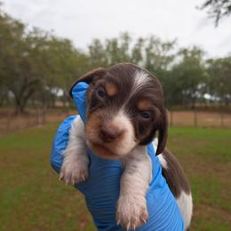 3300..Fin - Chocolate and tan male Dachshund puppy in Winter Haven, Florida from Gateway 2 Little Paws