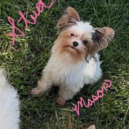 Yorkshire Terrier All Grown Up from Kristen’s yorkies