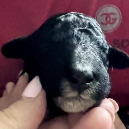 Poodle Puppies from Candace Yakes