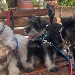 Lady - Salt and pepper female Miniature Schnauzer puppy in Anthony, Florida from Amanda Tragash