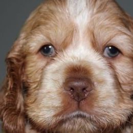 Cocker Spaniels from J and G Cockers