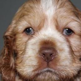 Cocker Spaniels from J and G Cockers