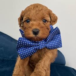 Blue collar - Red  male Goldendoodle puppy in Calico Rock, Arkansas from Cottrell’s Poodles & Doodles