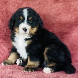 Green Collar Male - Black rust and white male Bernese Mountain Dog puppy in Bristol, Tennessee from Holston Hollow Farm