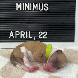 Minimus - White and fawn male Italian Greyhound puppy in Fredonia, Arizona from Black Hill Italian Greyhounds