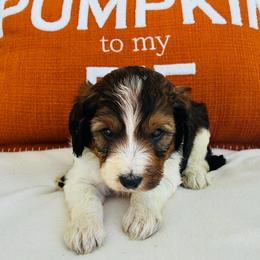 Remy - Chocolate male Goldendoodle puppy in Auburn, Indiana from Martin’s Doodles